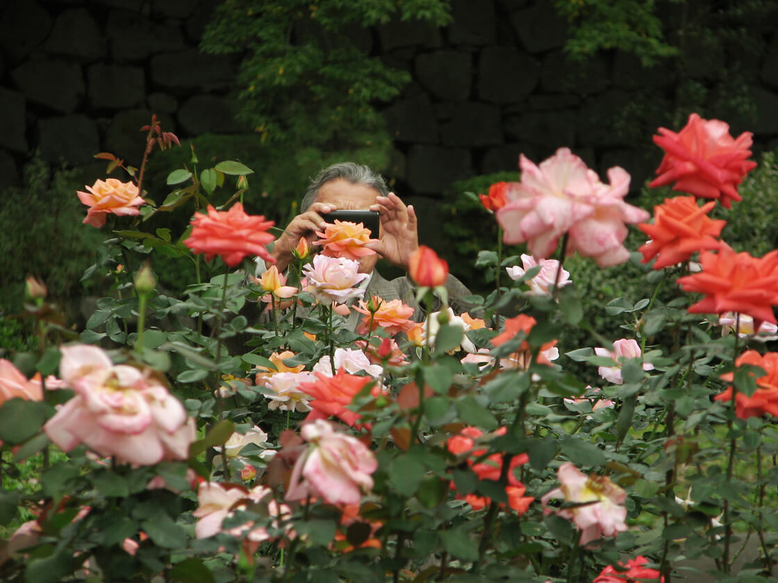 a salaryman photographing roses in Hibiya Park